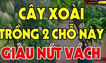 Trồng Cây Xoài Trước Cửa Nhà Có Được Không